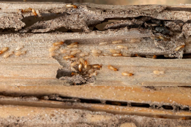 Best Termite Control Services  in Short Hills, NJ